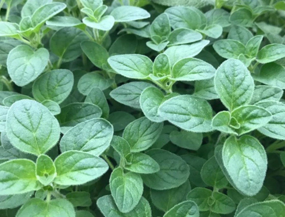 Origanium Vulgare Herb Seeds