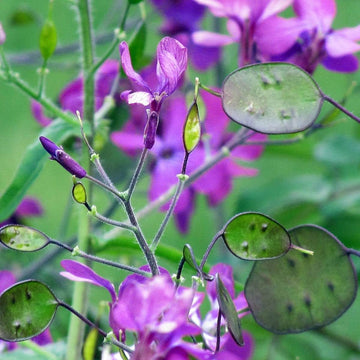 Heirloom Non-GMO Lunaria Money Plant Seeds for Planting ƒ?? Violet Blooms with Decorative Seed Pods for Gardens for planting in your garden.