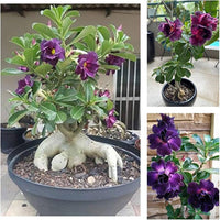 Purple Adenium Obesum Flower Seeds for Planting - NON GMO Seeds