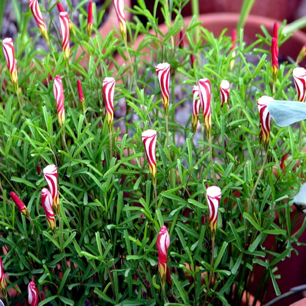 Candy Cane Sorrel Flower Seeds for Planting NON GMO Seeds