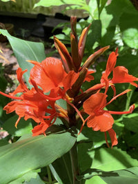 Red Ginger Lily Seeds (Hedychium rubrum) Flower Seeds for planting – Heirloom Non-GMO Garden Seeds