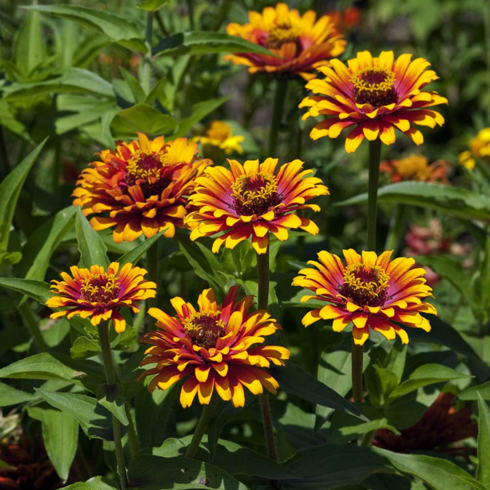 Red Yellow Zinnia Flower Seeds for Planting – Bright, Colorful Garden Blooms