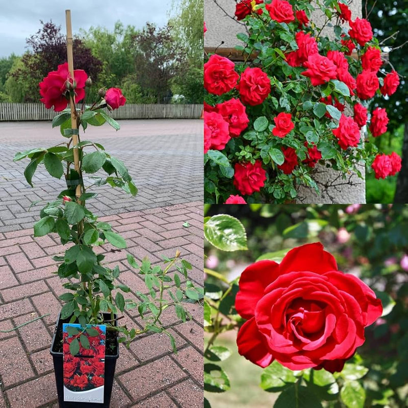 Hardy perennial rose plant with colorful blooms in a garden.
