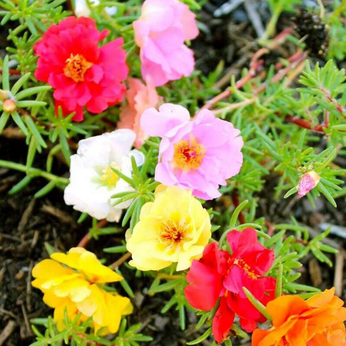 Moss Rose Heirloom Non-GMO Flower Seeds for Planting for planting in home garden