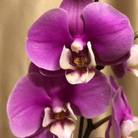 Purple Butterfly Orchid flower seeds – heirloom, non-GMO seeds for planting
