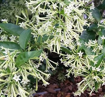 Nocturnum Flower Seeds for Planting - 100 pcs seeds for planting in home garden