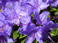 Purple Azalea Flower Seeds - 100 pcs