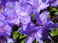 Purple Azaleas Flower Seeds for Planting - NON GMO Seeds