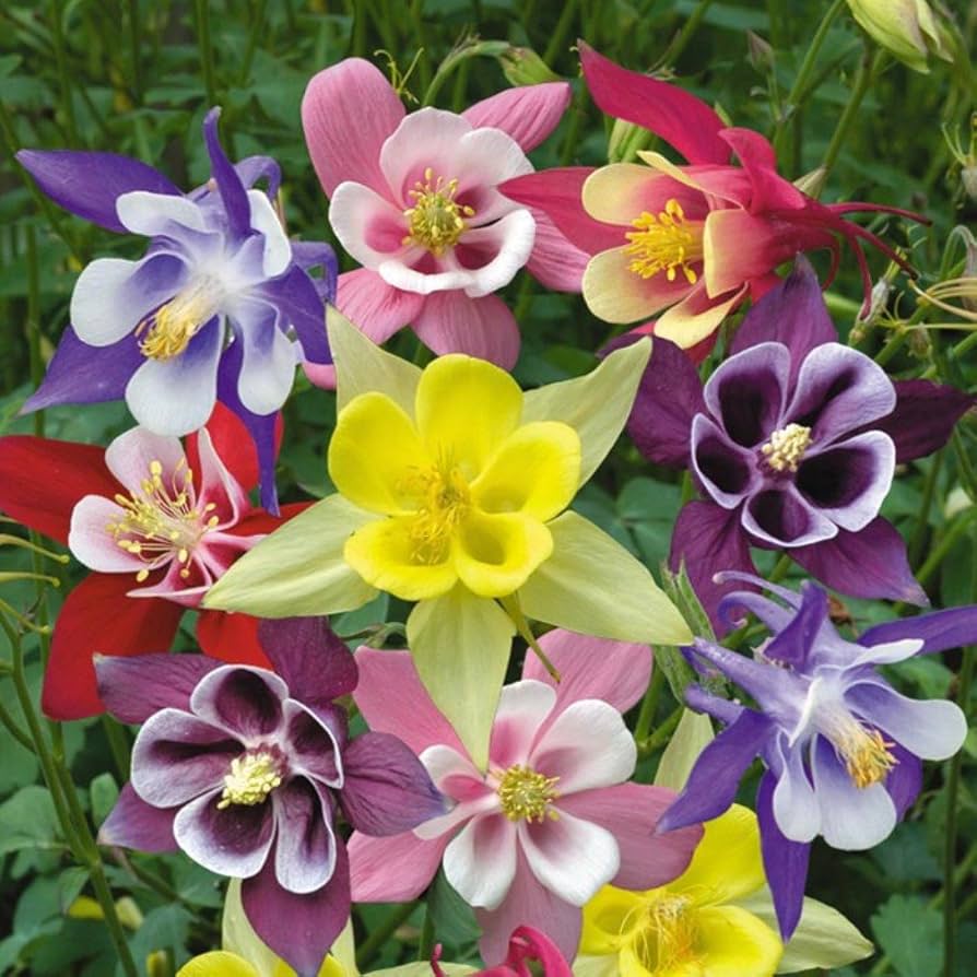 Columbine Flower Seeds Heirloom Non GMO Planting - 100 pcs