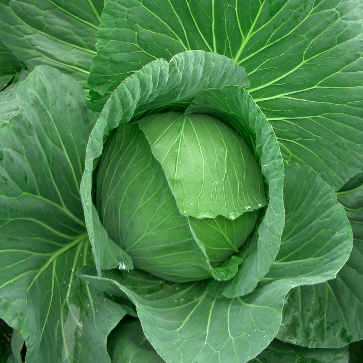 Golden Acre Cabbage Seeds for Planting heirloom & Non-GMO Seeds