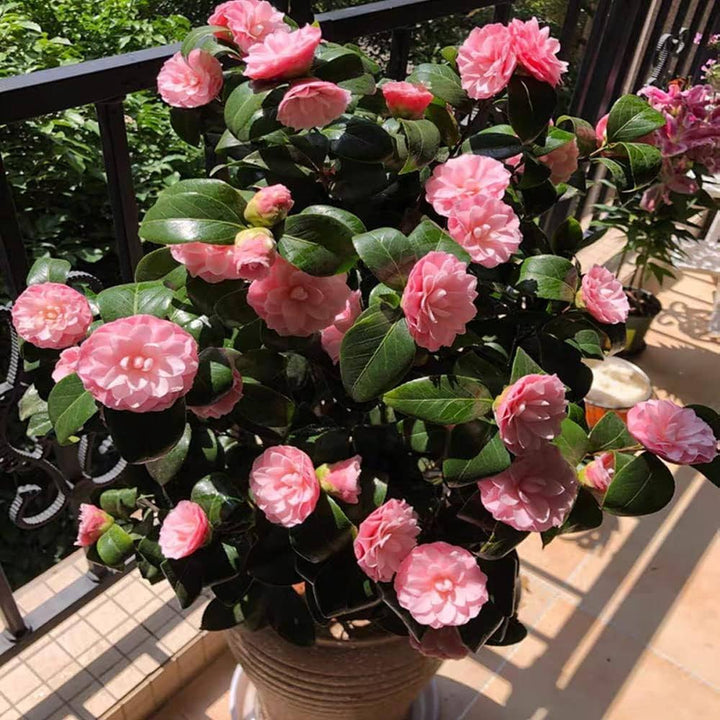 Heirloom Camellia Flower Seeds â€“ Non-GMO Seeds for Planting Beautiful Garden Blooms