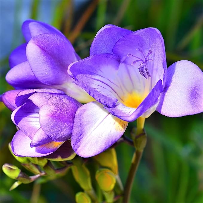 Non-GMO (Non-GMO scientific name) for planting in garden