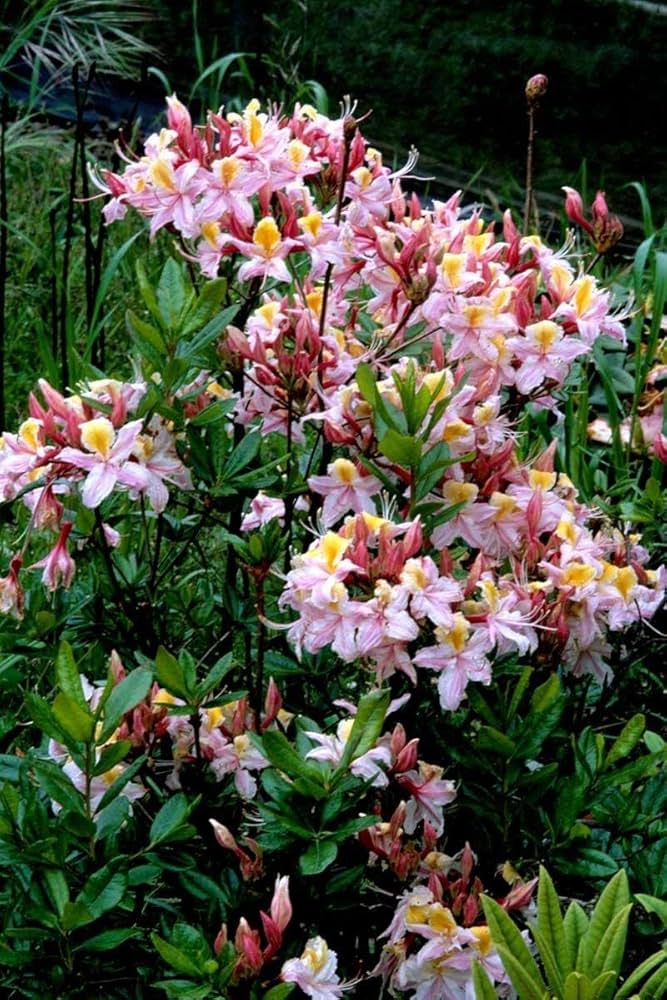 Heirloom Non-GMO Western Azalea Flower Seeds | Fragrant Rhododendron Occidentale Seeds for Pollinator Gardens