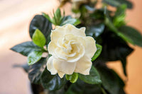 Heirloom Non-GMO Gardenia Flower Seeds for Planting – Fragrant White Evergreen Garden Blooms