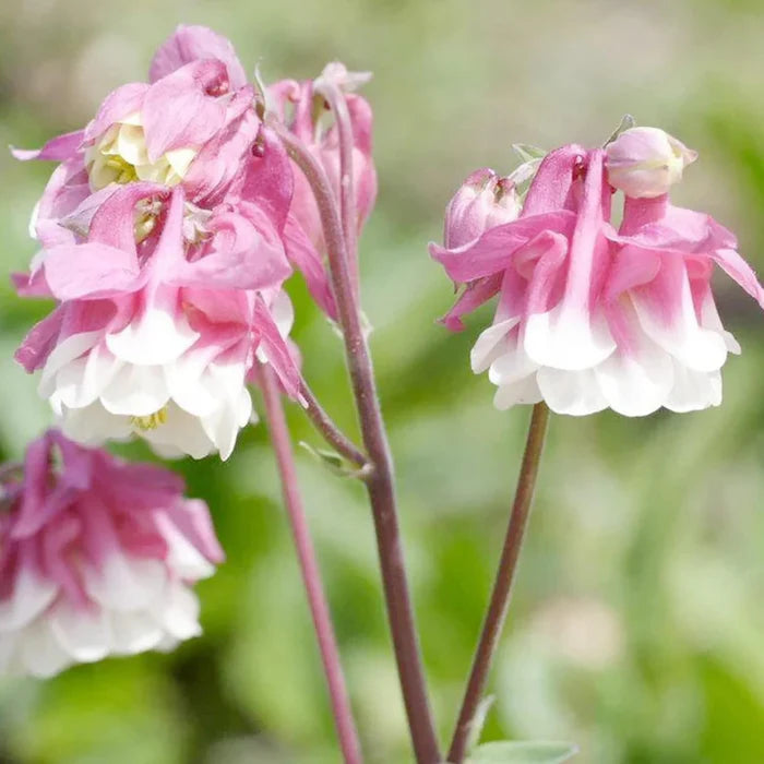 Heirloom Tower Columbine Flower Seeds for Planting, Non-GMO