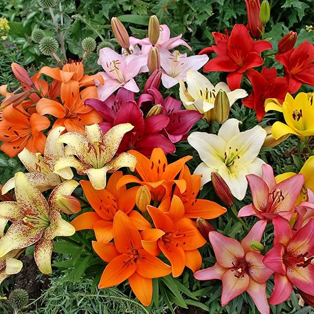 Lily flowers creating a colorful and graceful garden display
