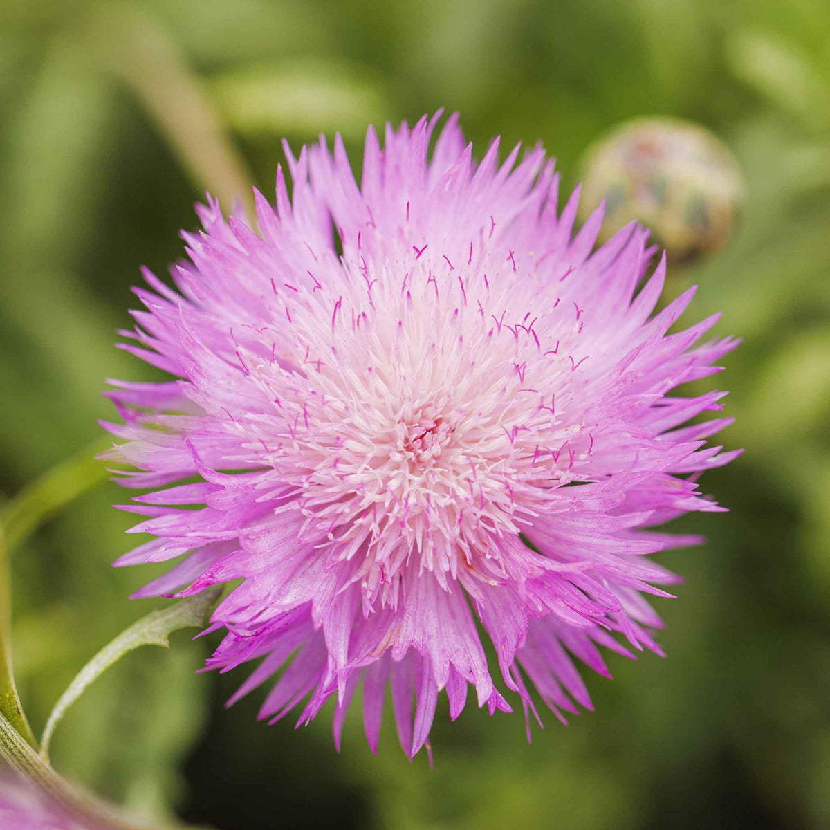 Heirloom Moschata Flower Seeds for Garden Planting, Non-GMO, Fragrant Blooming Variety