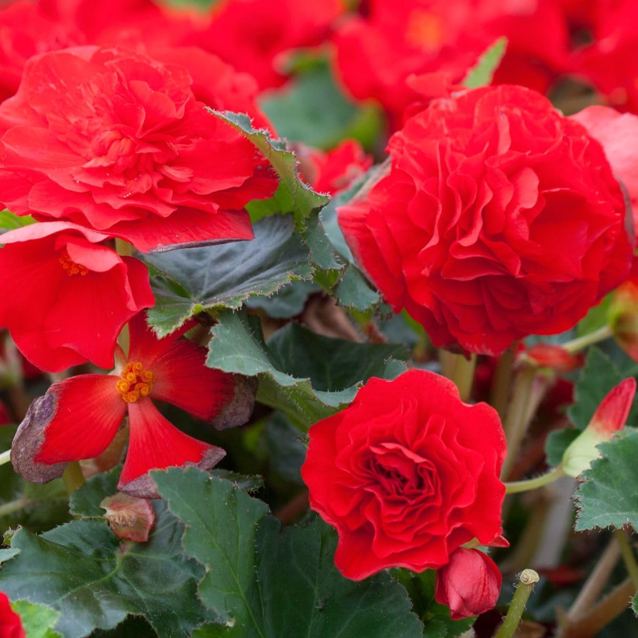Tuberous Begonia Red Flower Seeds for Planting - NON GMO Seeds for planting in home garden