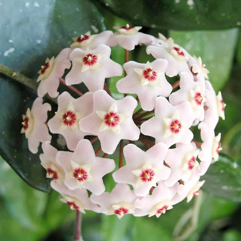 Aleurites Flower Seeds for Planting, Unique Blooms, 100 pcs for planting in your garden.