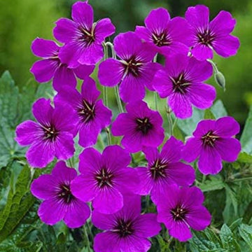 Purple Geranium Flower Seeds for Planting - Heirloom & Non-GMO Seeds for planting in home garden