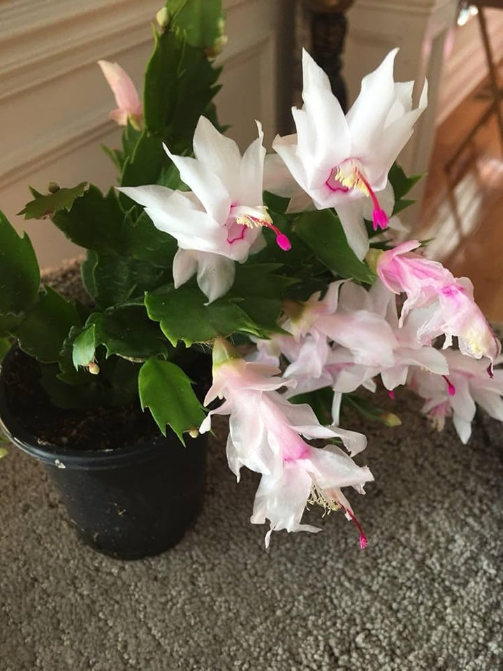 Schlumbergera Flower Seeds for Planting 100 pcs