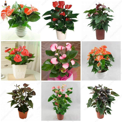 100 Pcs