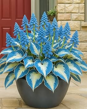 Vigorous perennial hosta plants with lush green foliage in a shaded garden.

