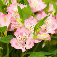 Pink Alstroemeria Seeds - Heirloom Non-GMO Planting Flower Seeds