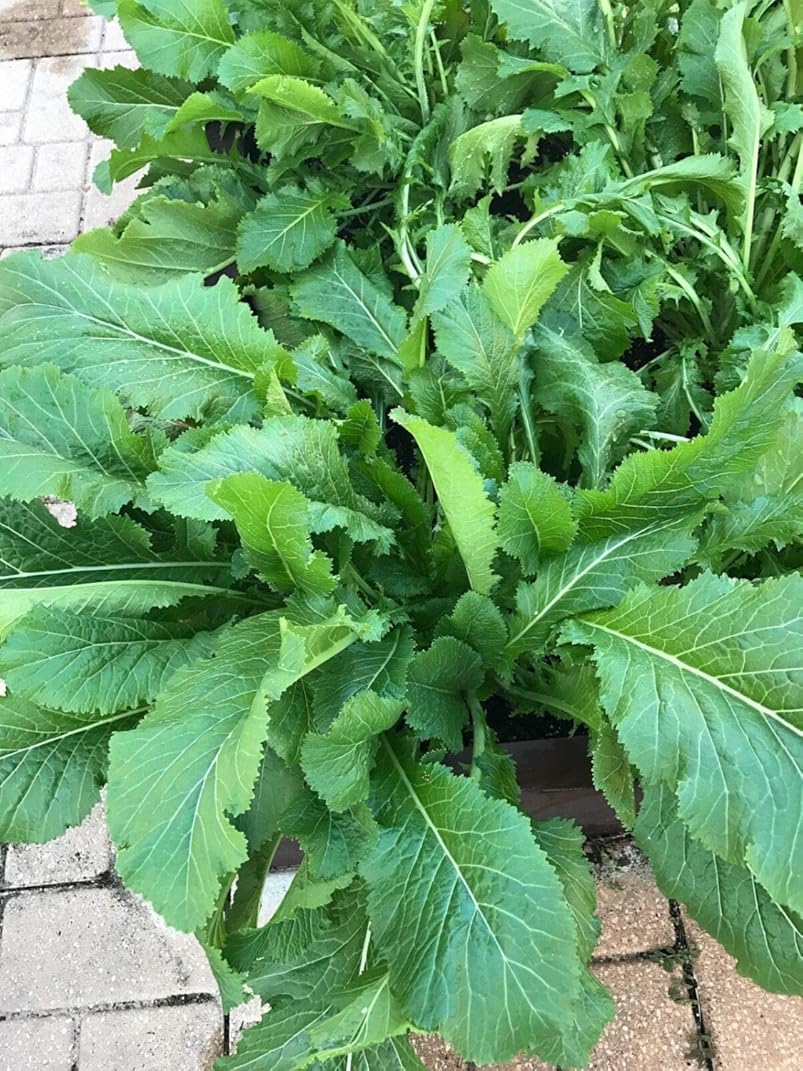 Heirloom Mustard Vegetable Seeds for Planting - 100 Pcs pcs