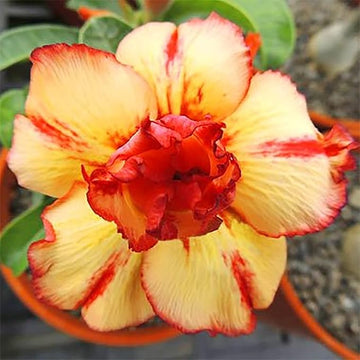 Yellow (Yellow scientific name) for planting in garden