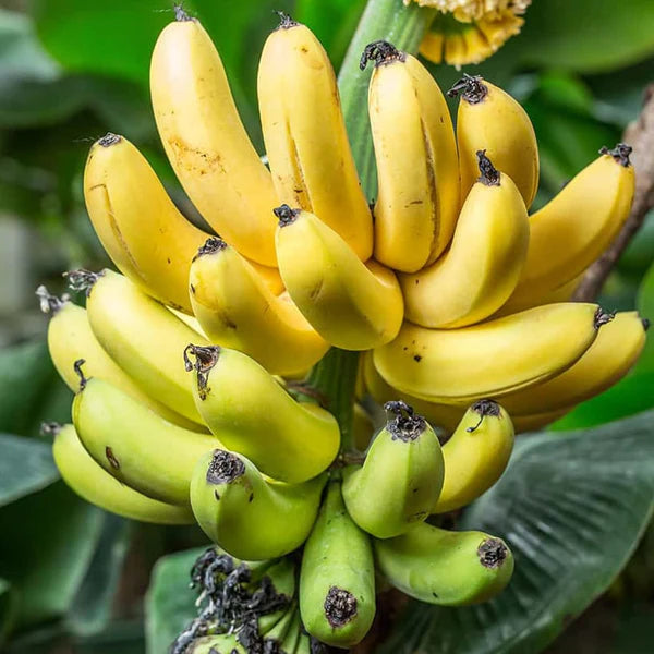 Banana Fruit Seeds