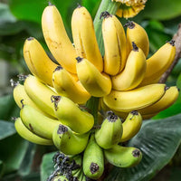 Banana Fruit Seeds