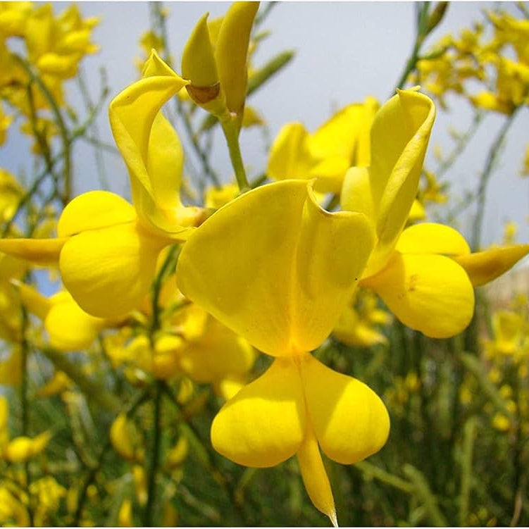 Heirloom Non-GMO Spartium Plant Seeds for Planting – Bright Yellow Blooms for Drought-Resistant Gardens