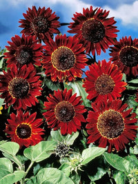 Red Mini Sunflower Seeds for Planting â€“ Dwarf Variety, Ideal for Pots & Borders, Non-GMO for planting in home garden