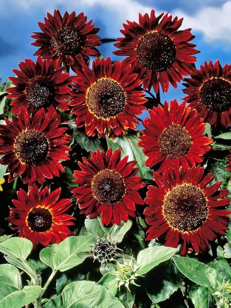 Red Mini Sunflower Seeds for Planting â€“ Dwarf Variety, Ideal for Pots & Borders, Non-GMO