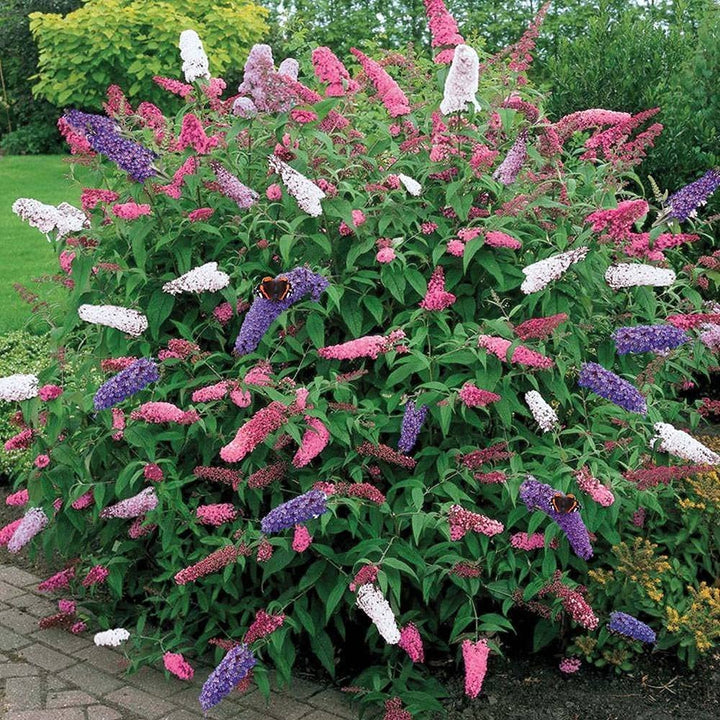 Mix Buddleia Davidii Plant Seeds for Planting ƒ?? Vibrant, Heirloom, Non-GMO Flower Seeds