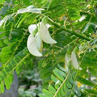 Heron Flower Seeds for Planting, NON GMO Seeds