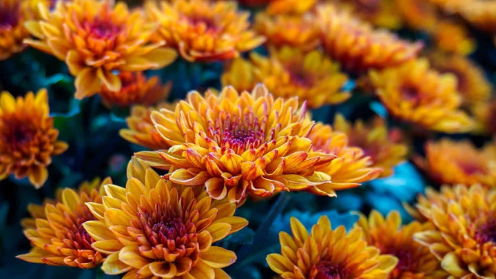 Chrysanthemum Flower Seeds Yellow Red for Planting NON GMO Seeds