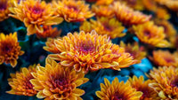 Chrysanthemum Flower Seeds Yellow Red for Planting NON GMO Seeds