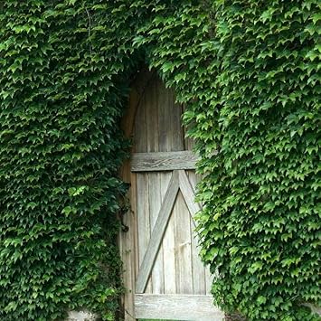 Ivy Plant Seeds for Lush, Verdant Greenery 100 Pcs pcs