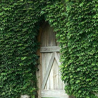 Ivy Plant Seeds for Lush, Verdant Greenery 100 Pcs pcs