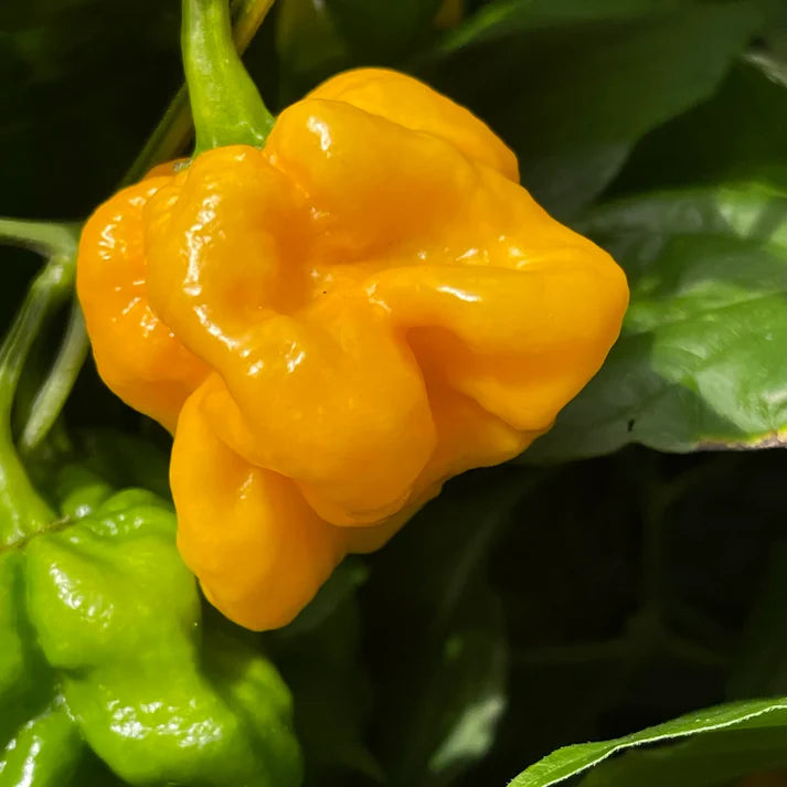 Habanero Mustard Pepper Vegetable Seeds
