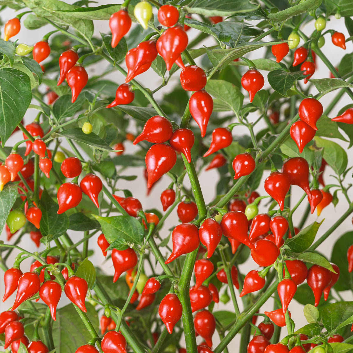 Biquinho Vegetable Seeds for Planting heirloom & Non-GMO Seeds