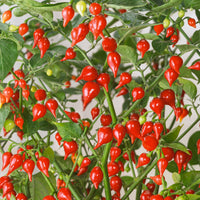 Biquinho Vegetable Seeds for Planting heirloom & Non-GMO Seeds