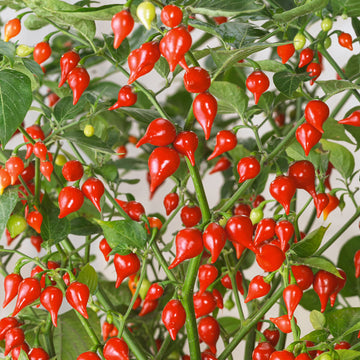 Biquinho Vegetable Seeds for Planting heirloom & Non-GMO Seeds