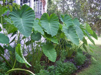 Heirloom Colocasia Elephant Ear Plant Seeds for Planting, Non-GMO