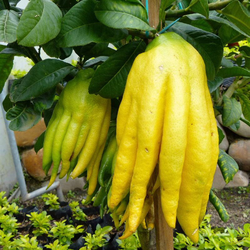Buddha's Hand Flower Seeds for Planting - NON GMO Seeds