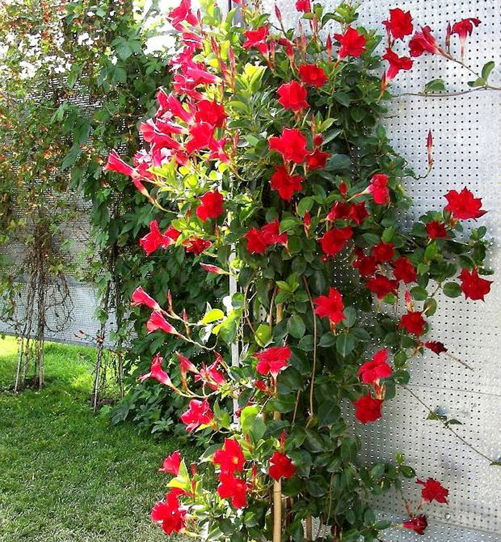 Red Mandevilla Flower Seeds for Planting NON GMO Seeds