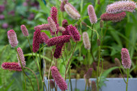 Heirloom Non-GMO Menzies Burnet Flower Seeds for Planting – Hardy Pollinator Blooms