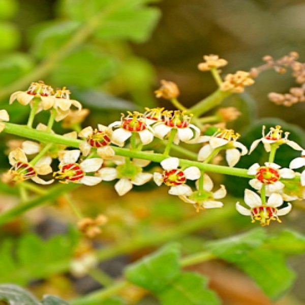 Boswellia Sacra Seeds for Planting â€“ Heirloom, NON-GMO, Easy to Grow Frankincense Tree Seeds